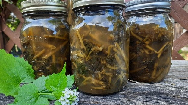 Garlic Mustard Ferment