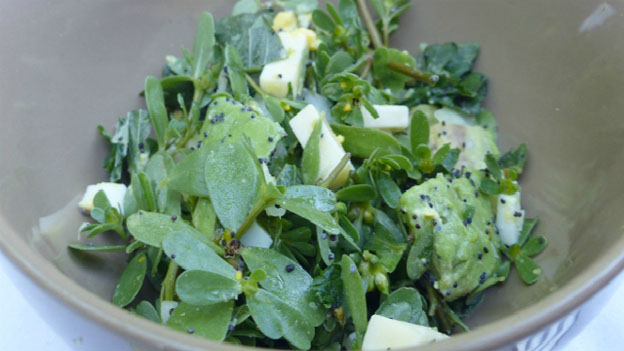 Nutricized Purslane