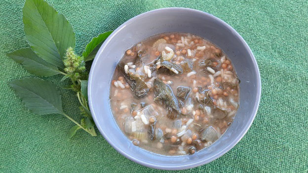 Pigweed and Lentil Soup