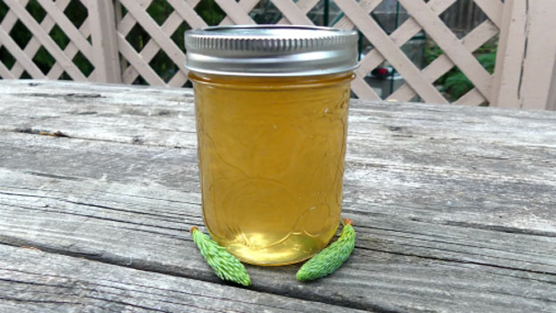 Spruce Tip Syrup