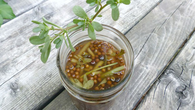 Sweet Pickled Purslane Stems