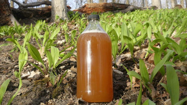 Wild Leek Vinegar