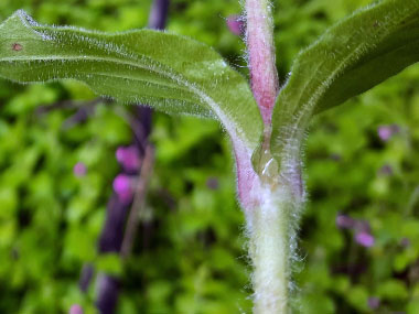 leaf attachment