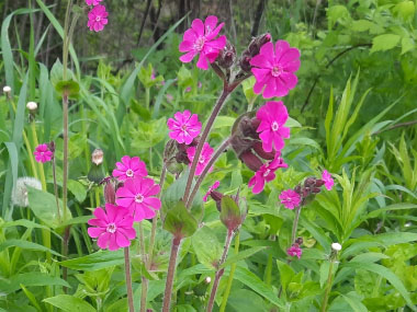 red campion flowers