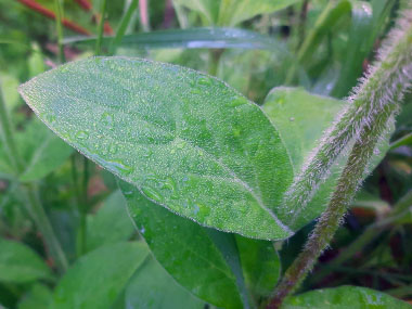 red campion leaf stem