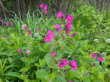 red campion plant