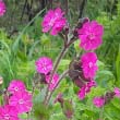 Red Campion