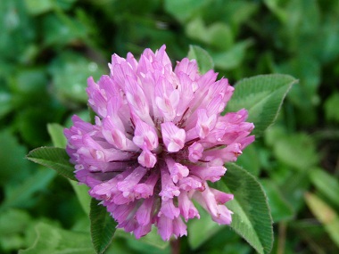 red clover flower