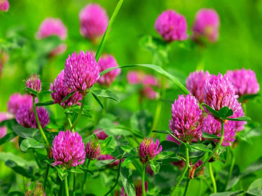 red clover flowers