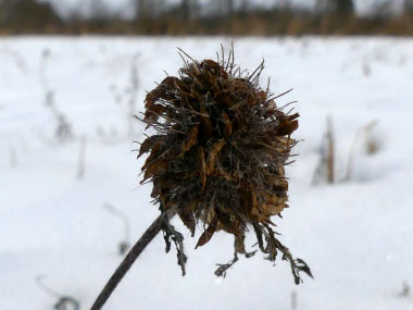 red clover in winter