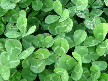 red clover patch