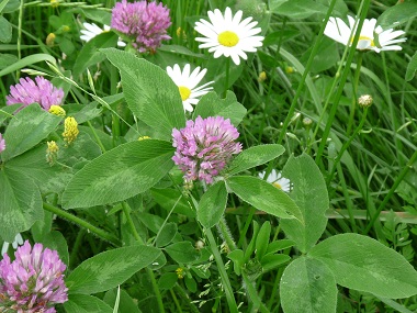 red clover