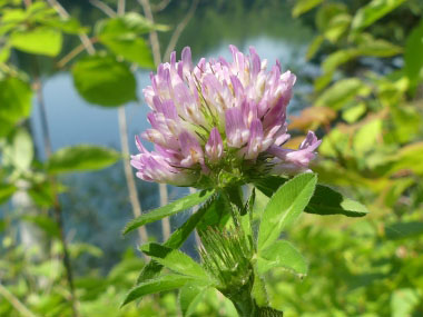 redclover photo