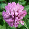 Red Clover