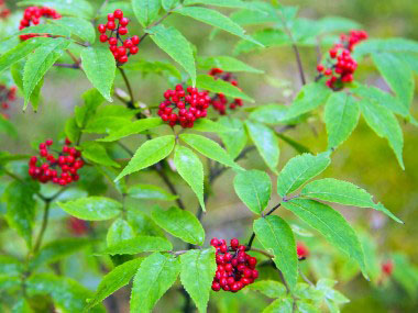 Red Elderberry shrub