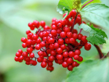 red berried elder fruit