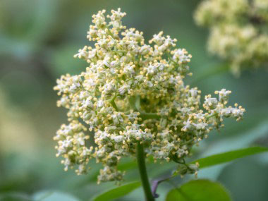 red elderberry flowers