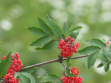 red elderberry leaves