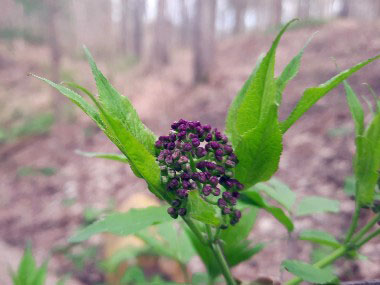 young red elderberry