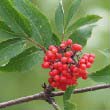 Red Elderberry