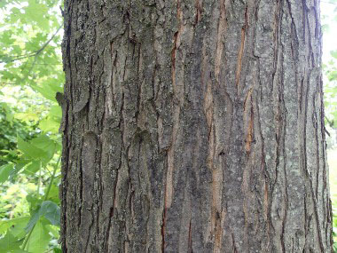 red maple bark