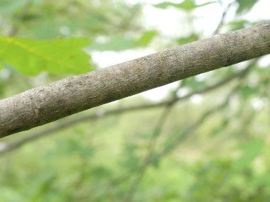 red maple branch