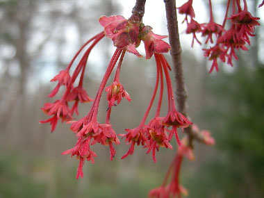 red maple flowers