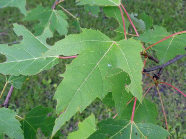 red maple leaf