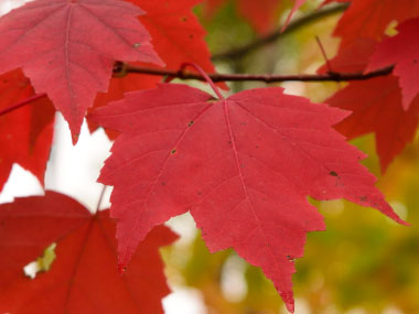 red maple leaves