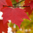 Red Maple
