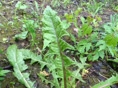 Red Seeded Dandelion Leaf