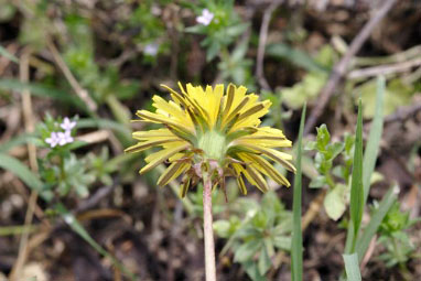 dandelion calyx