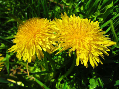 full bloom dandelion flowers