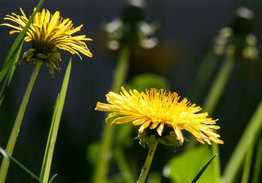 red seeded dandelion flowers