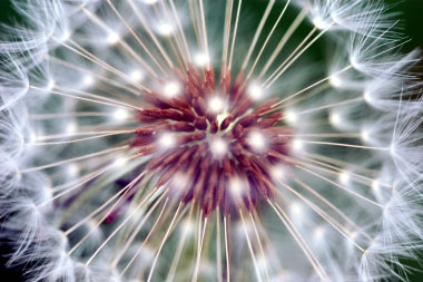 red seeded dandelion seeds