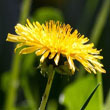 Red Seeded Dandelion