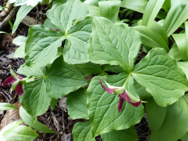 Trillium erectum