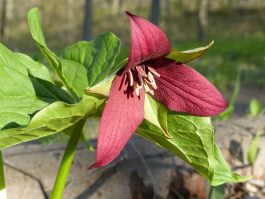 red trillium flower