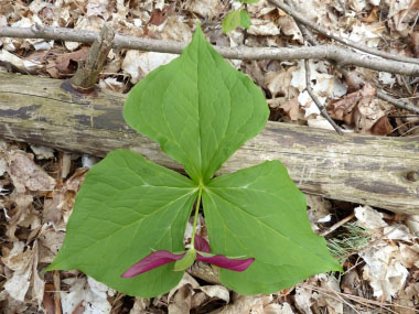 red trillium leaves