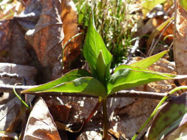 red trillium new growth