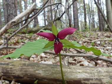 red trillium plant