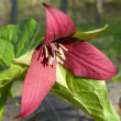 Red Trillium