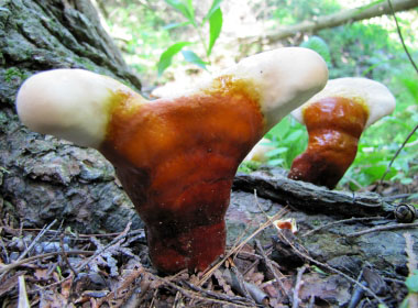 budding reishi