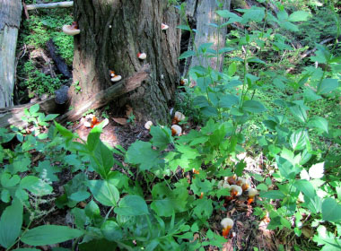 reishi mushrooms