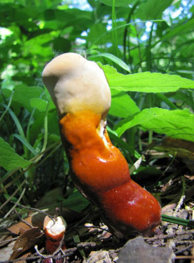 young reishi