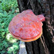 Reishi