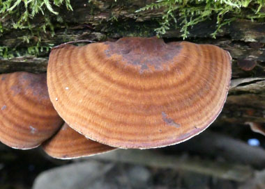 mature ischnoderma resinosum