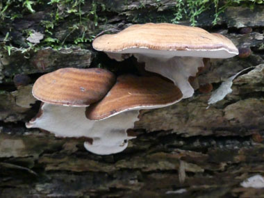 mature resinous polypore