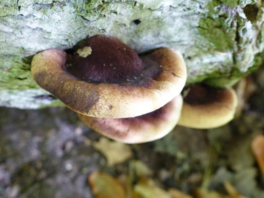 resinous polypore