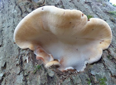 resinous polypores bottom view